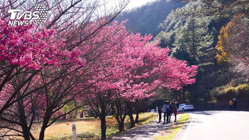 武陵櫻花季疏運管制　入場量體溫戴口罩實聯制