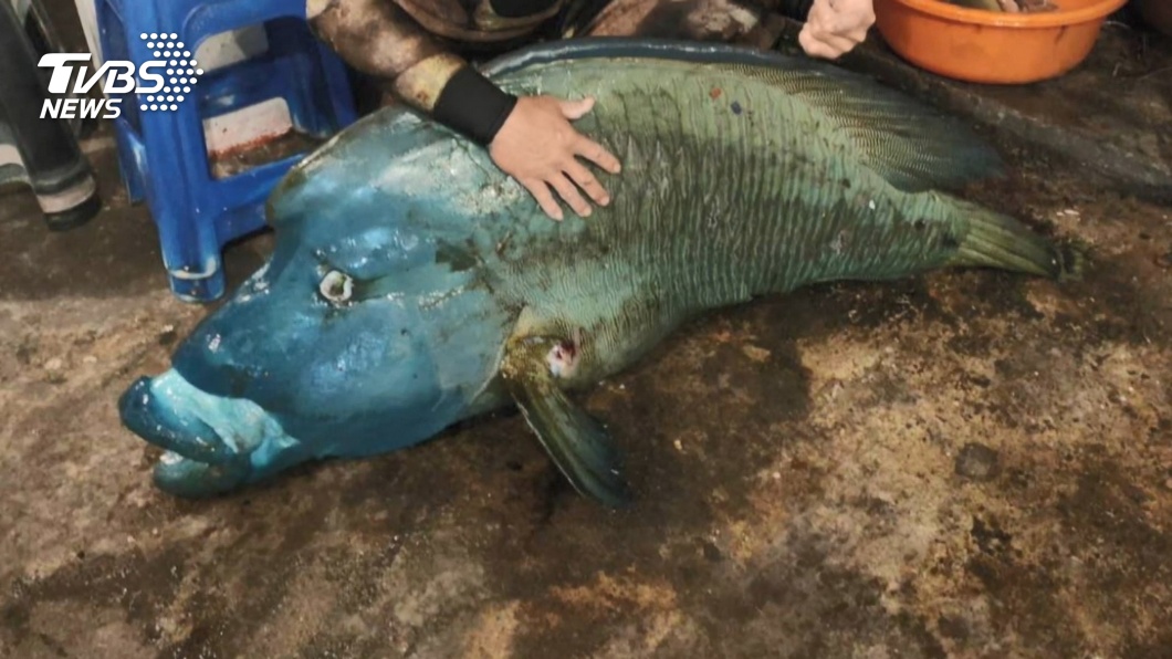稀有龍王鯛疑遭獵捕案 蘭嶼2鄉民各5萬元交保