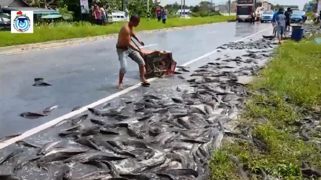 附近居民見狀紛紛幫忙收拾這些鯰魚，不過就在清理完畢後，現場飄散著濃濃的魚腥味。（圖／翻攝自臉書粉絲團）