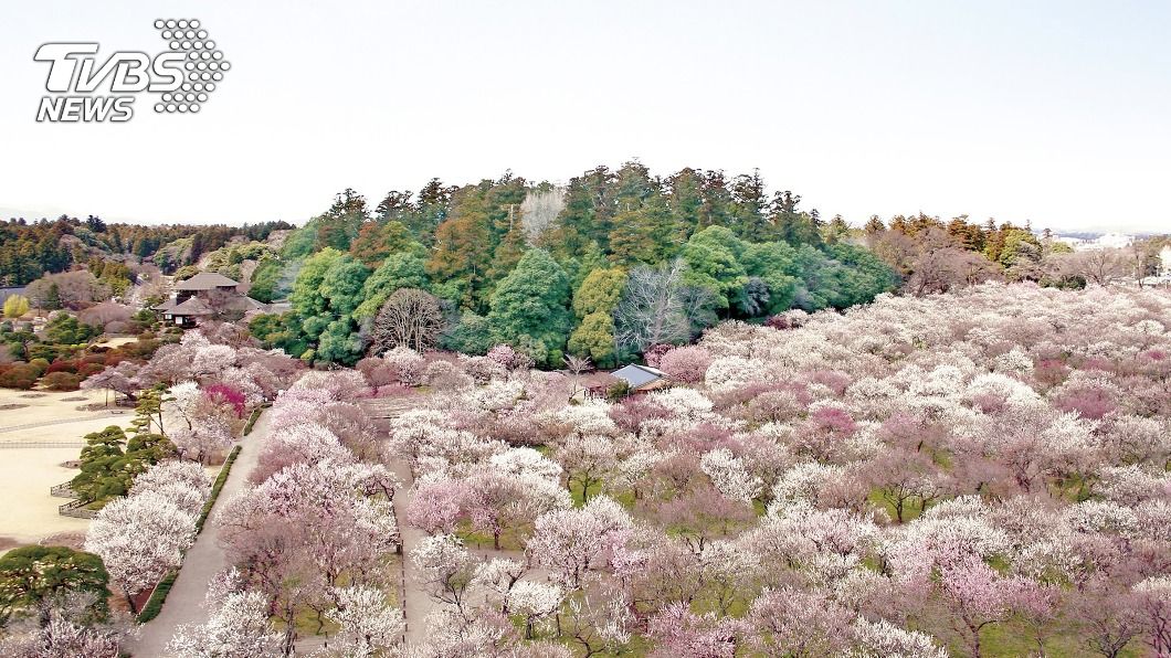 日本茨城名園梅花綻放 疫情影響等嘸人