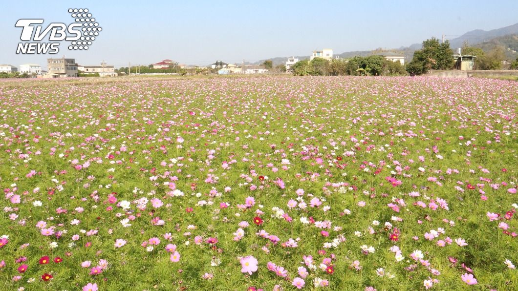 苗栗公館花田一路迎春 重現冬日農村趣