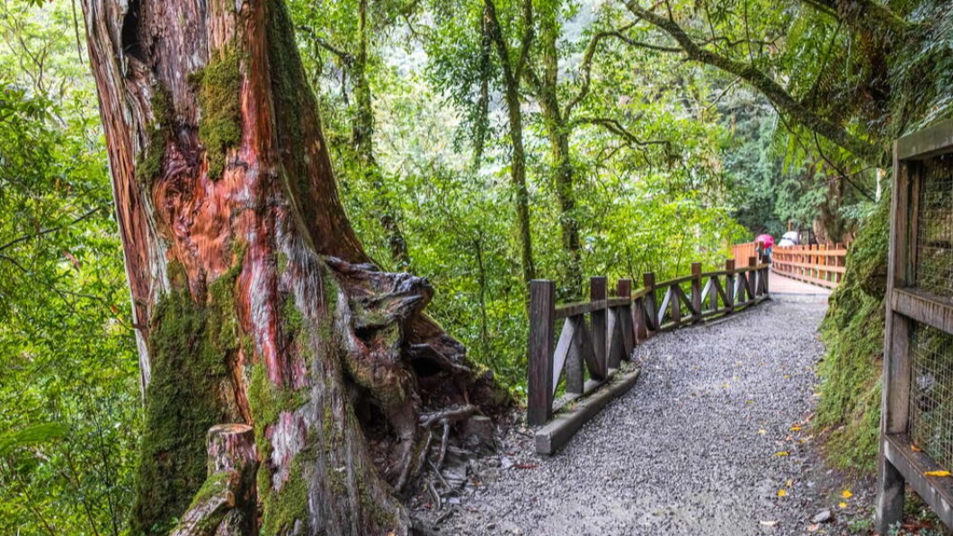 拉拉山巨木群步道能近距離觀賞神木的壯觀。(圖/翻攝自桃園旅遊資訊網)