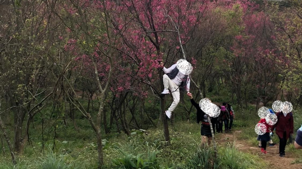 男遊客爬櫻花樹只為拍美照　網批公德心低落：猴年還沒到