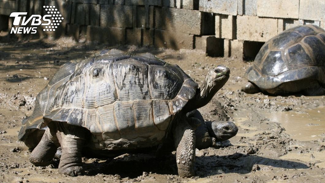 腳力差難繁殖 北市動物園亞達伯拉象龜勤爬山