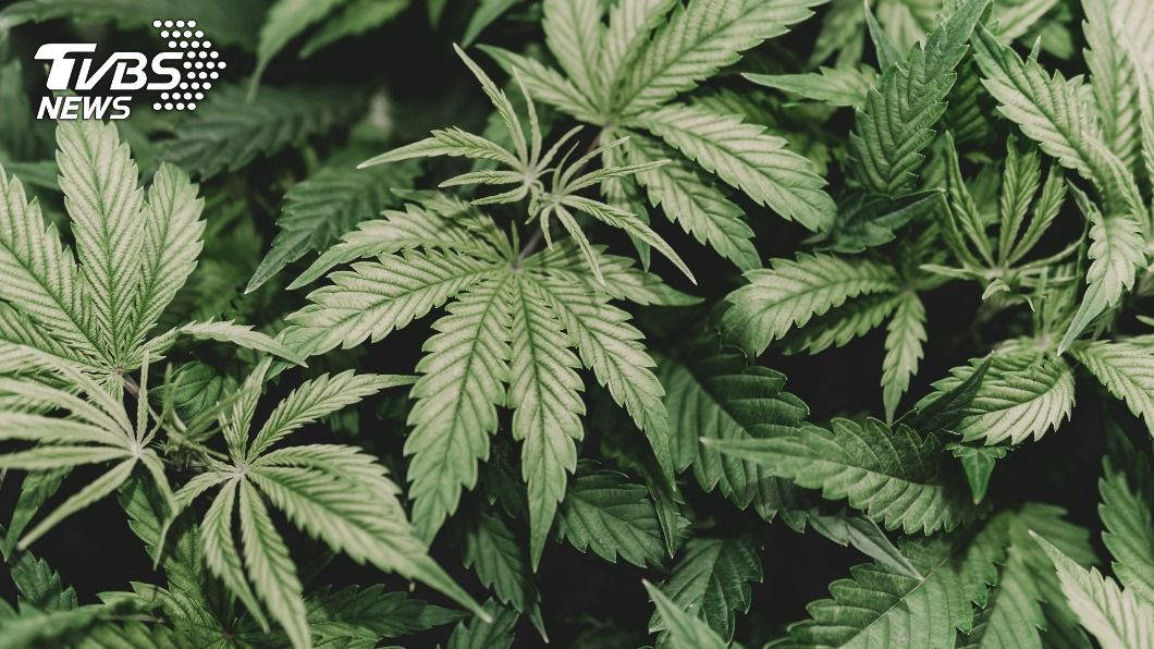 租民宅種大麻還竊電牟利 5男落魄遭逮全被判刑