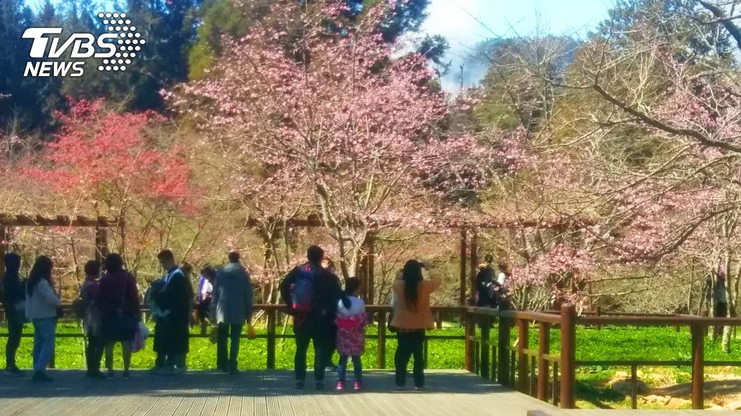 阿里山花季3/10登場 配合防疫取消預購接駁車票
