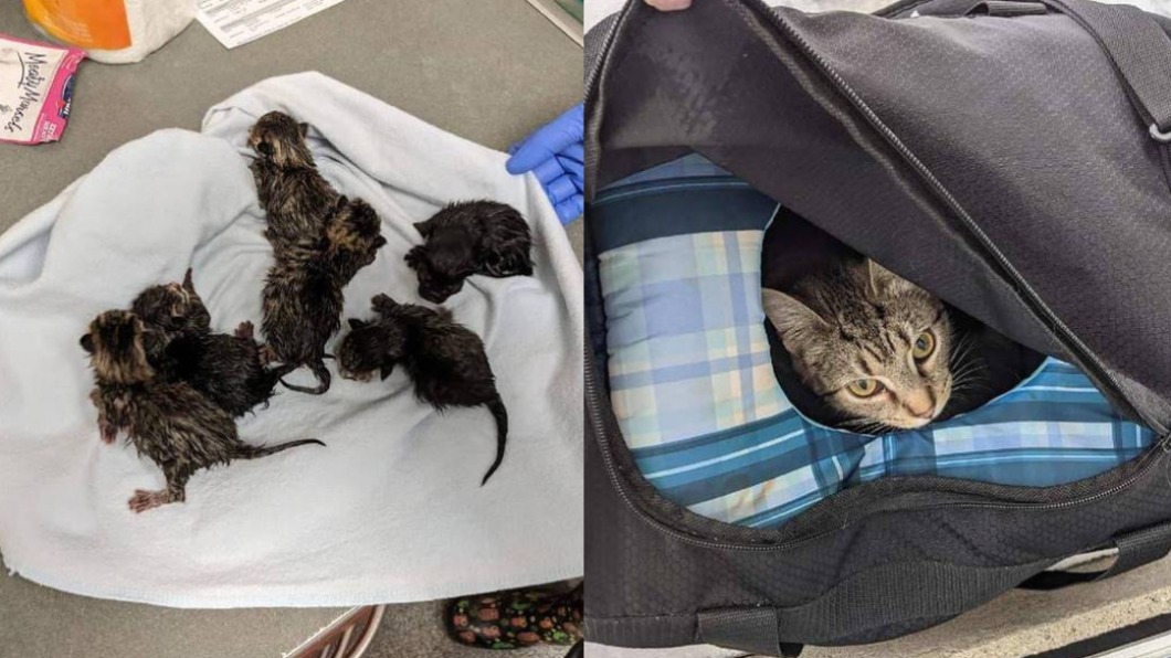 拆彈小組將行李打開後發現,裡頭有貓媽媽和6隻小奶貓。(合成圖/翻攝自「Butler County Sheriff’s Office」臉書)