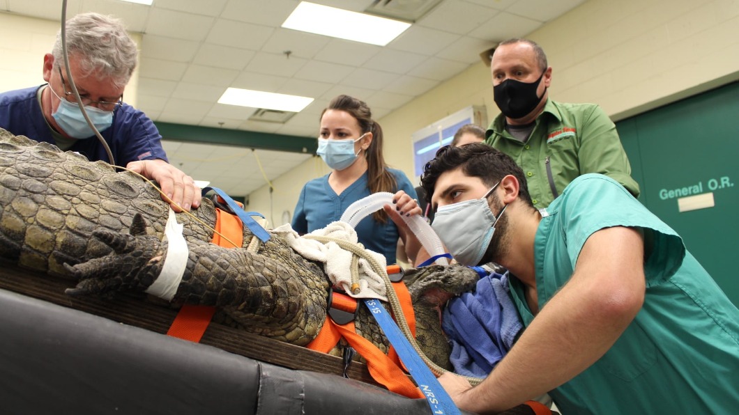 醫生嘗試將鞋子從胃部推到食道,卻以失敗告終。(圖/翻攝自「University of Florida College of Veterinary Medicine」臉書)