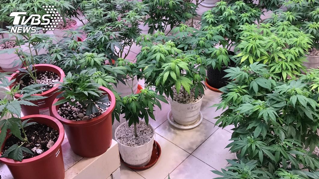 北市男自宅種79盆大麻　警跟監逮人依法送辦