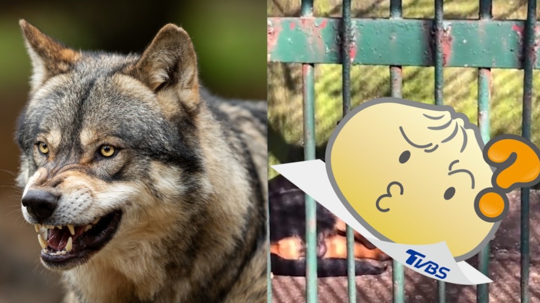 臨演?陸動物園寫「狼在此」 男一看狗露無辜大眼