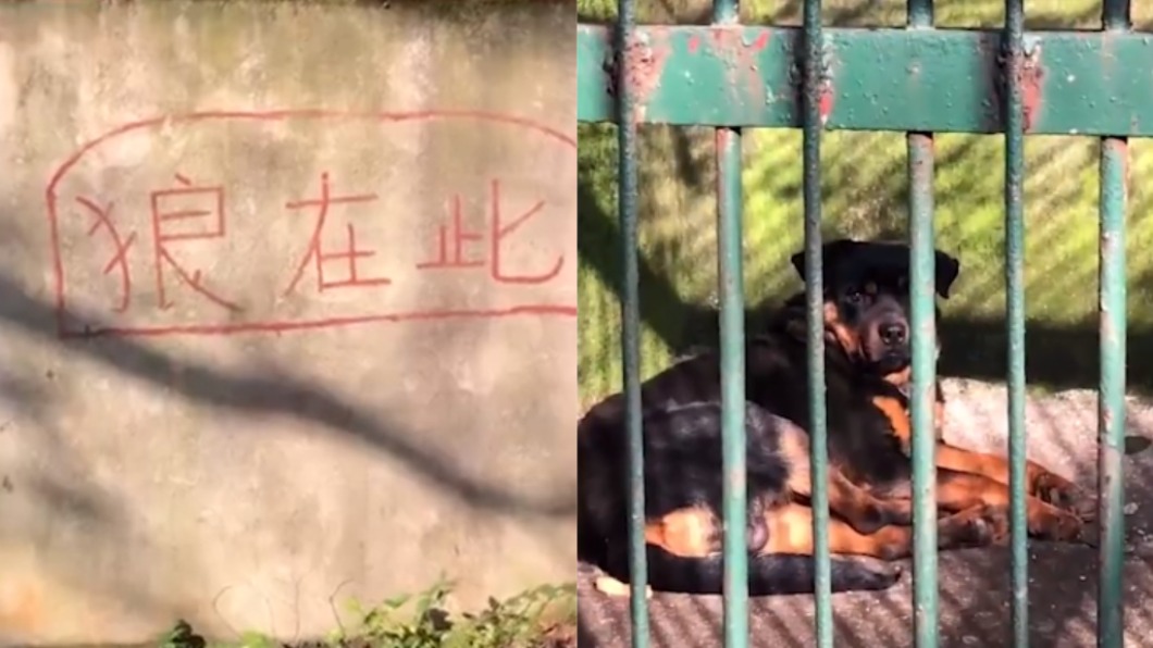 男子被標語吸引卻只看見一隻黑狗。(圖/翻攝自微博)