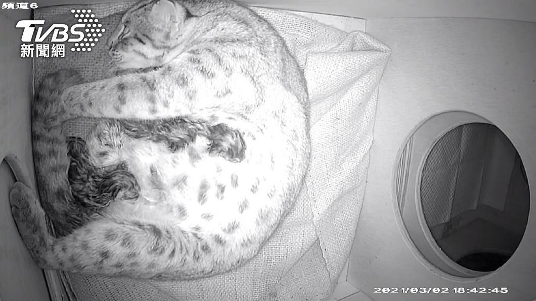 「平平」產3隻 北市動物園睽違逾20年迎石虎寶寶