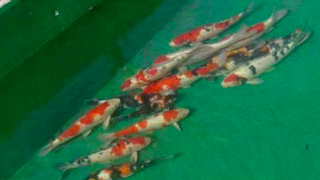 最貴小魚乾!偷20萬錦鋰不識貨 笨賊肚子餓「曬成魚乾」