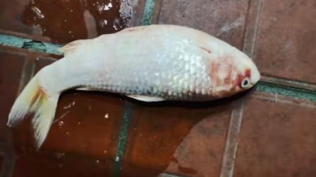 嫌犯將偷來的魚放在陽台曬乾。(圖/翻攝自021視頻)