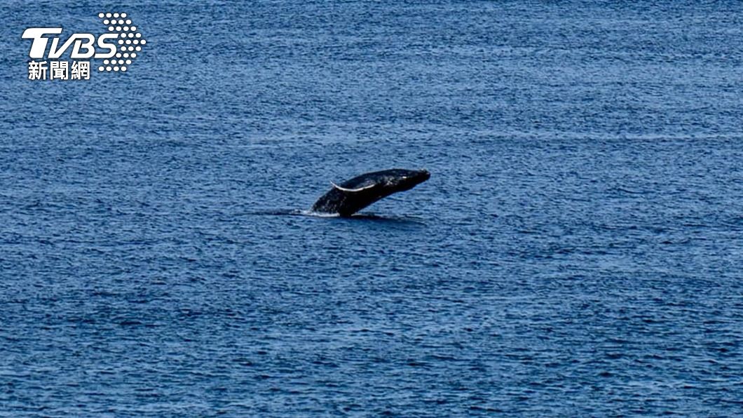 大翅鯨母子現身蘭嶼、綠島 海保署:勿追逐以免觸法