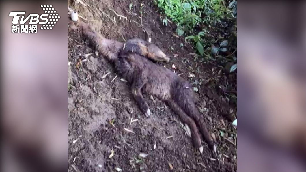 長鬃山羊慘遭山豬吊夾死。（圖／中央社）