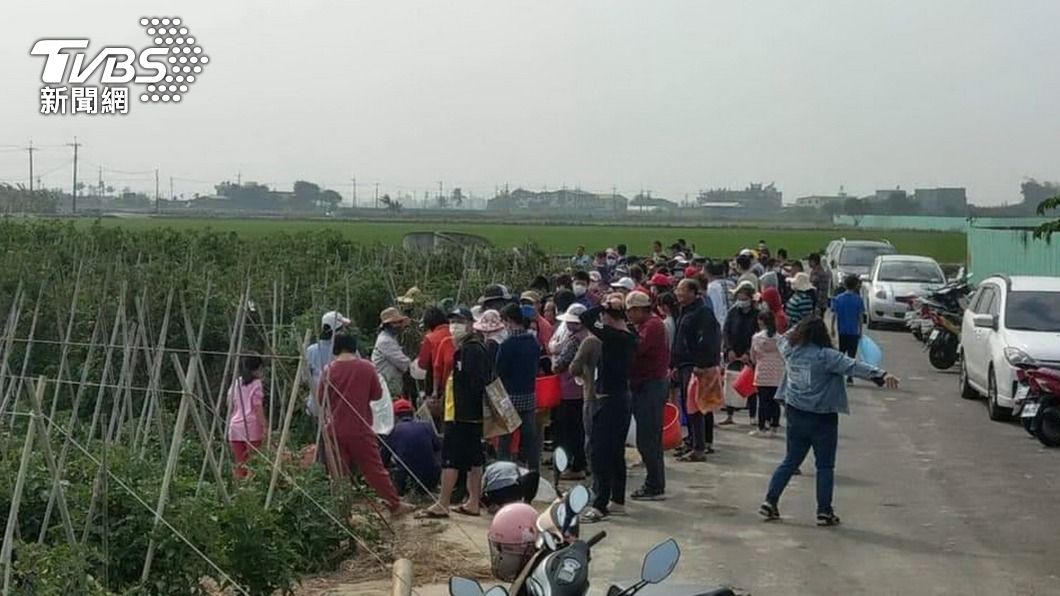 牛番茄價跌 嘉義農民開放體驗採果樂回收成本