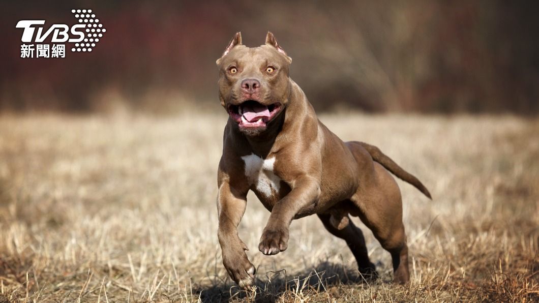 比特犬明年3月起禁養! 這4國相關法規一次看
