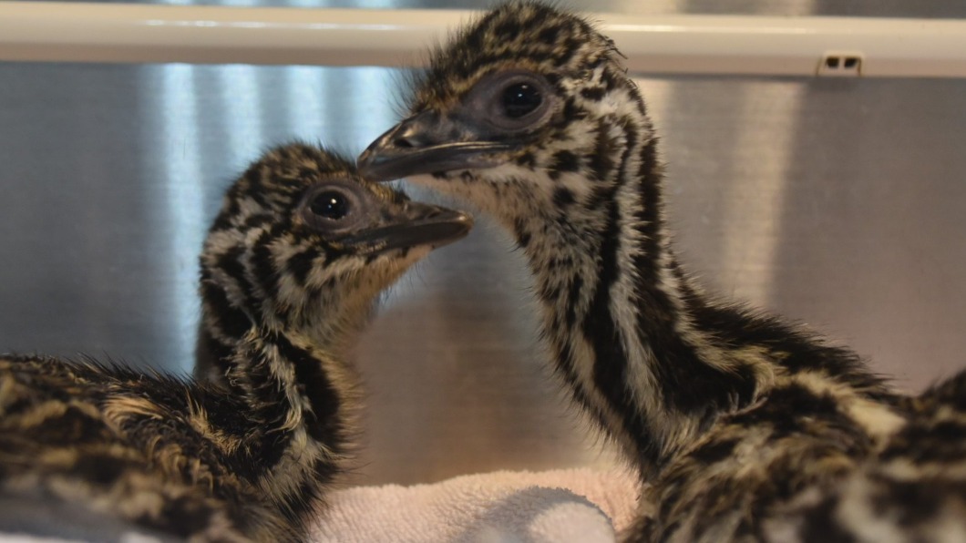 新竹動物園以收留「被棄養」或「繁殖過剩」的動物為主。(圖/翻攝自新竹市立動物園 Hsinchu Zoo臉書)