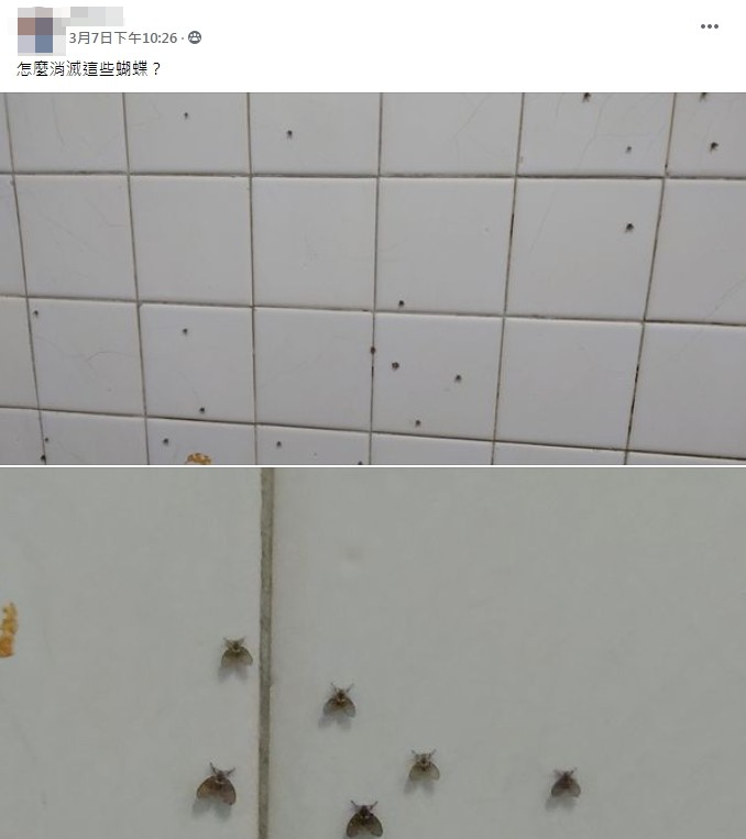 民眾發文求助該如何消滅黑色噁蟲。(圖/翻攝自爆廢公社二館)