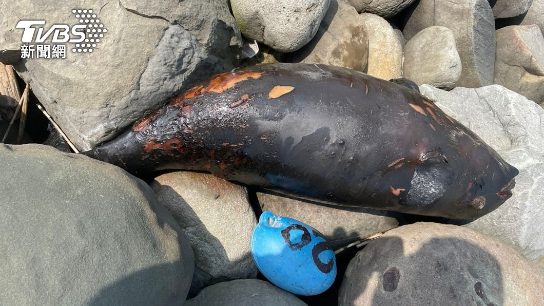 瀕絕江豚魂斷彰化芳苑沿海 死因待解剖確認