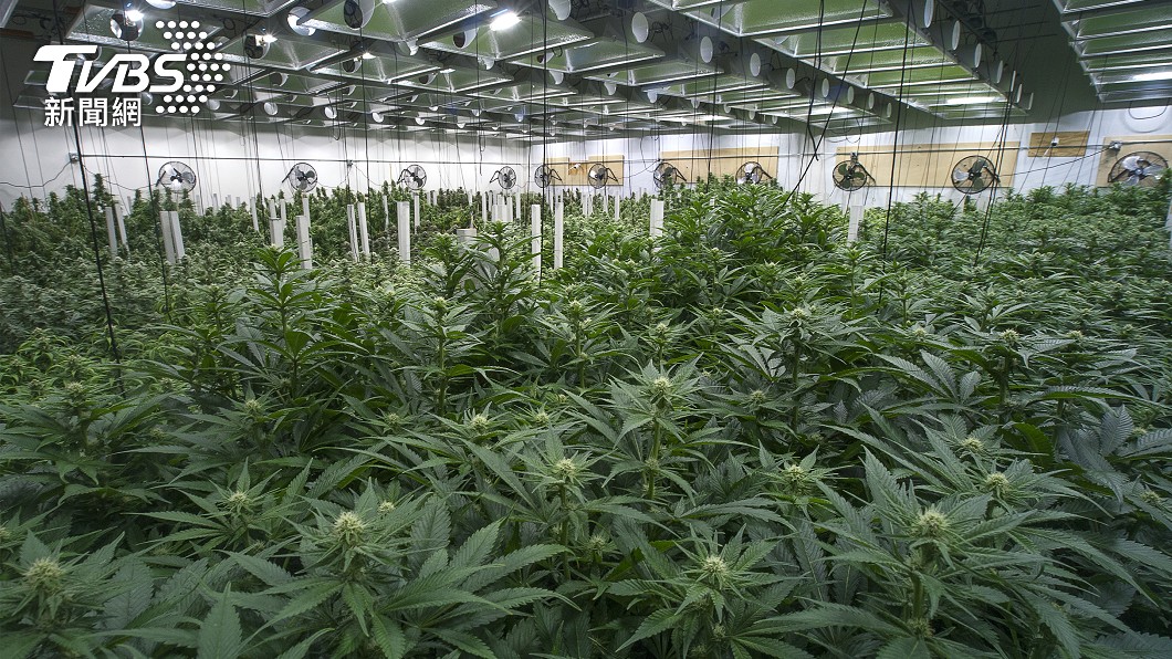 種大麻「非販毒」關5年變1年 政院最快明通過修法草案