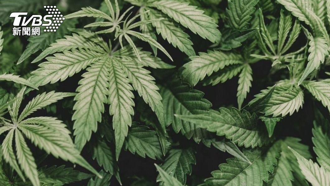 若非販售意圖,未來種大麻者擬處1年以上、7年以下有期徒刑。(示意圖/shutterstock 達志影像)