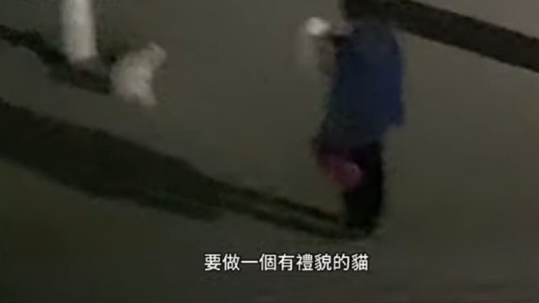 大叔對流浪貓開罵。(圖/翻攝自微博)