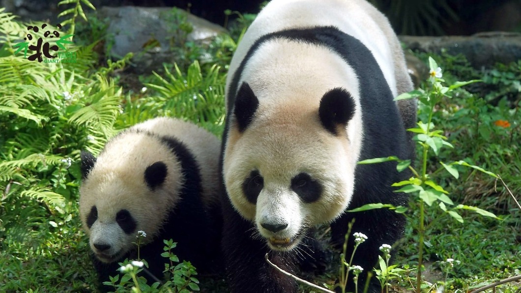 只知團團圓圓太遜!超療癒「動物園寶寶」人氣大PK
