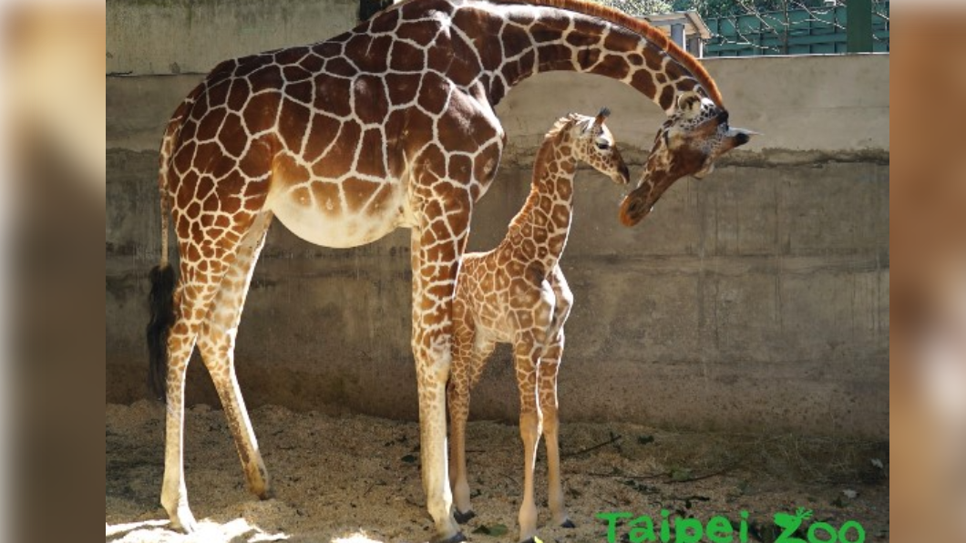 母女倆優雅舉動引人注目。(圖/翻攝自台北市立動物園臉書)