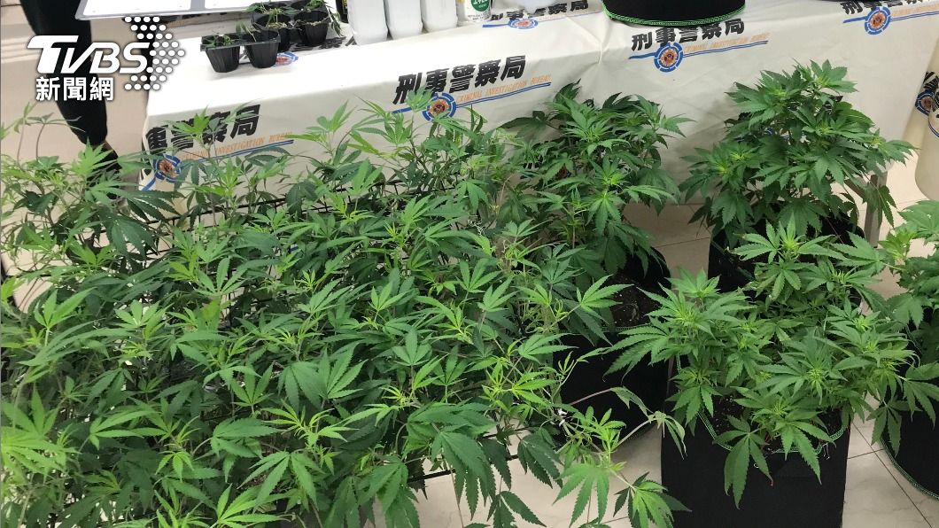 種大麻一律罰5年以上違憲　政院通過區別刑度修法案