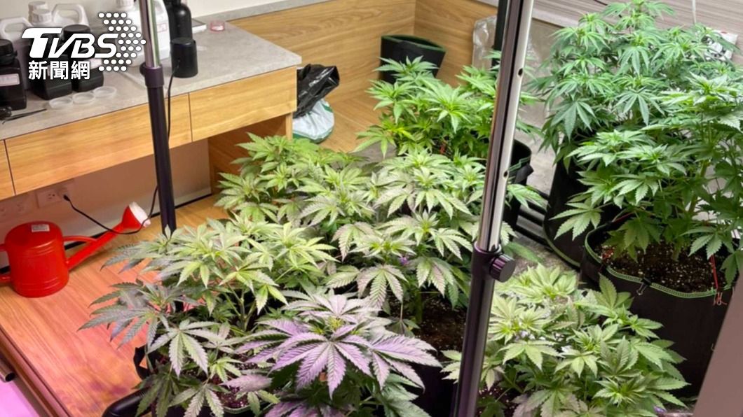自種大麻非販毒可減刑　蘇貞昌：仍是嚴重違法勿輕忽