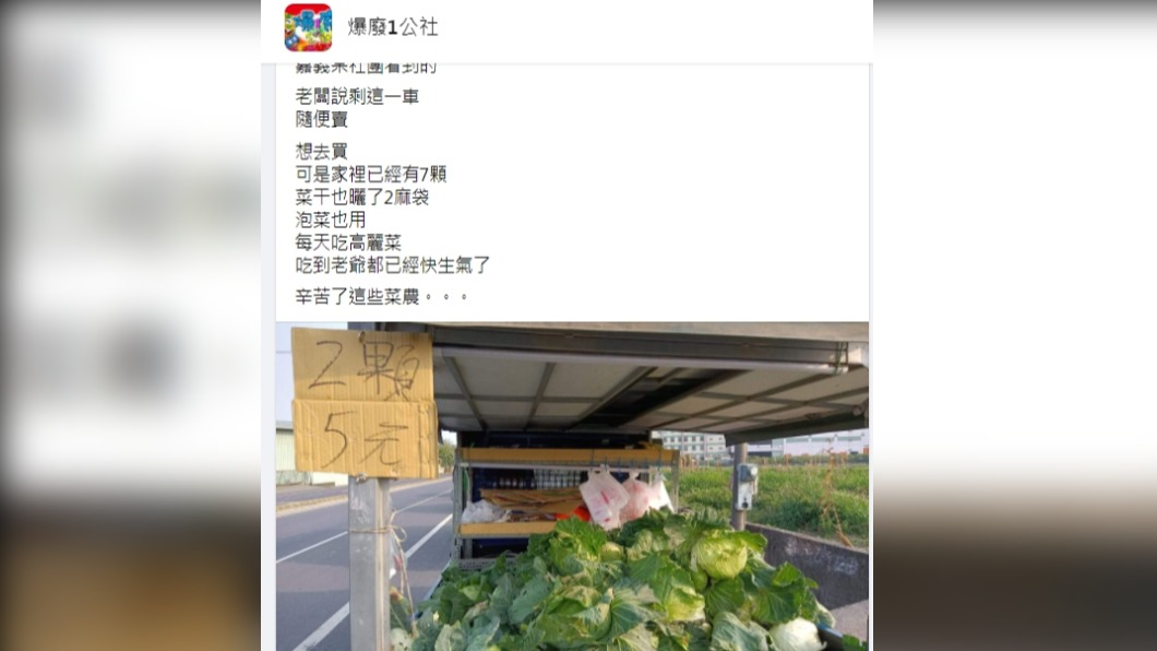 嘉義菜農低價拋售高麗菜。(圖/翻攝自「爆廢1公社」)