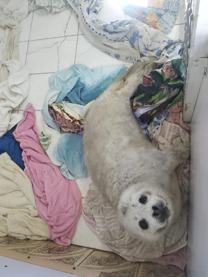 獸醫師警告,民眾發現野生動物時千萬不要輕易靠近,應通報專家或相關單位處理。(圖/翻攝自臉書粉專「Реабилитационный центр "Тюлень"」)