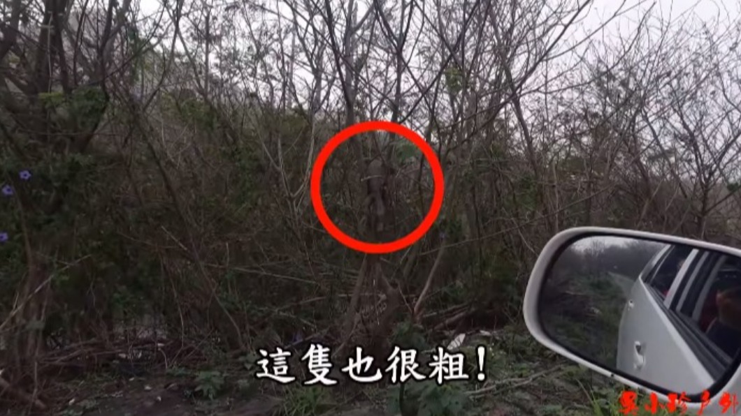 綠鬣蜥屍體吊掛在樹上。(圖/翻攝自吳小珍YouTube)