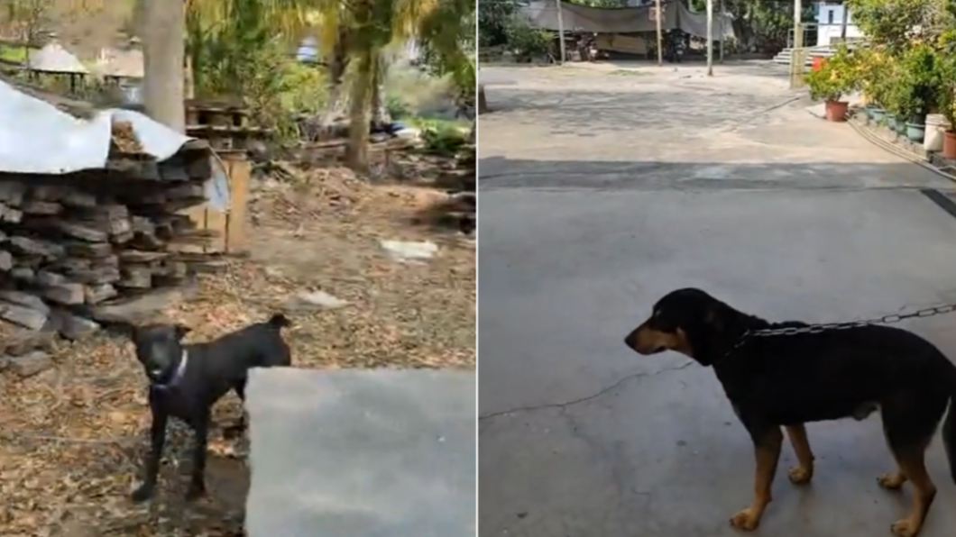 動保團體親自拜訪宮廟。(合成圖/翻攝自高雄市關懷流浪動物協會臉書)