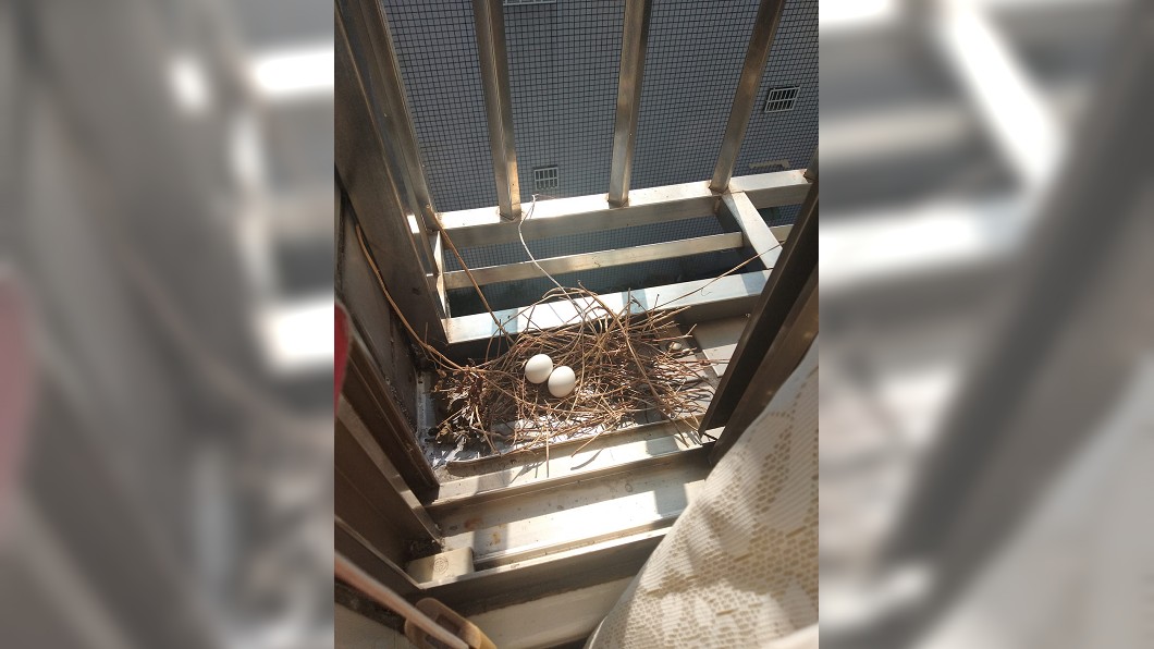原PO窗台被築巢。(圖/翻攝自爆怨公社)