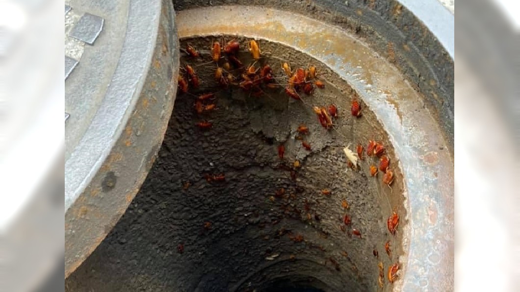 下水道日常!掀水溝蓋見「噁活物盤據」 網崩潰:秒辭職