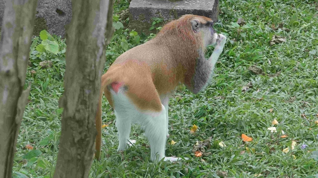 紅猴「男道」從動物園中落跑。(圖/翻攝自Taipei Zoo 臺北市立動物園臉書)
