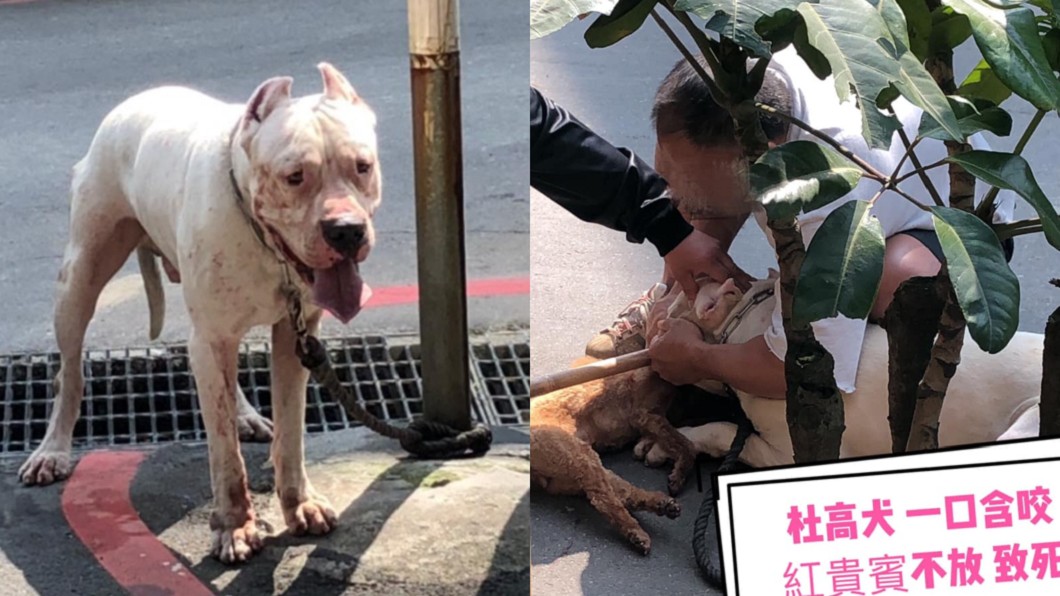 杜高犬暴衝狂咬不放! 貴賓狗「頸部見骨」當場慘死