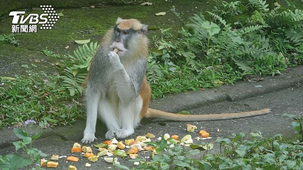 紅猴「男道」回家了! 北市動物園蘋果誘惑奏效