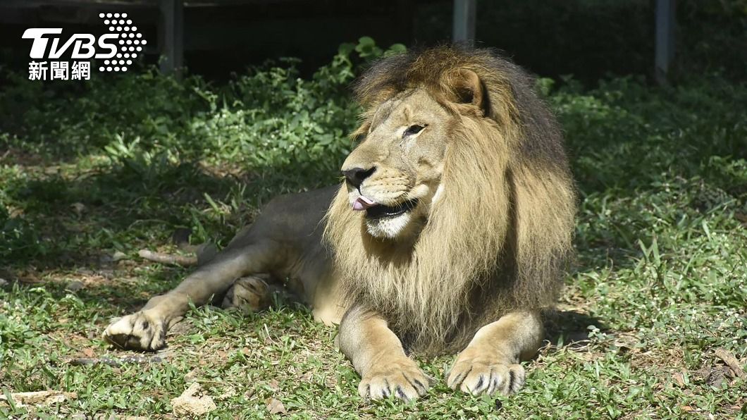 昔瘦成「紙片獅」惹心疼 壽山動物園非洲獅小巴病逝