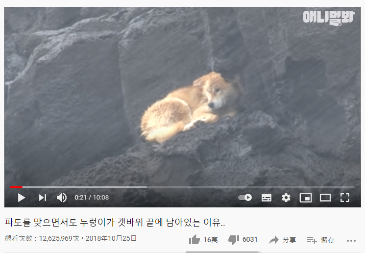 狂風中仍持續等待著主人。(圖/翻攝自 SBS TV동물농장x애니멀봐 YouTube)