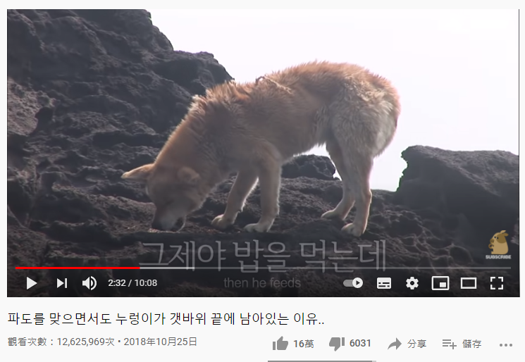 有熱心民眾會不定時餵食牠。(圖/翻攝自 SBS TV동물농장x애니멀봐 YouTube)