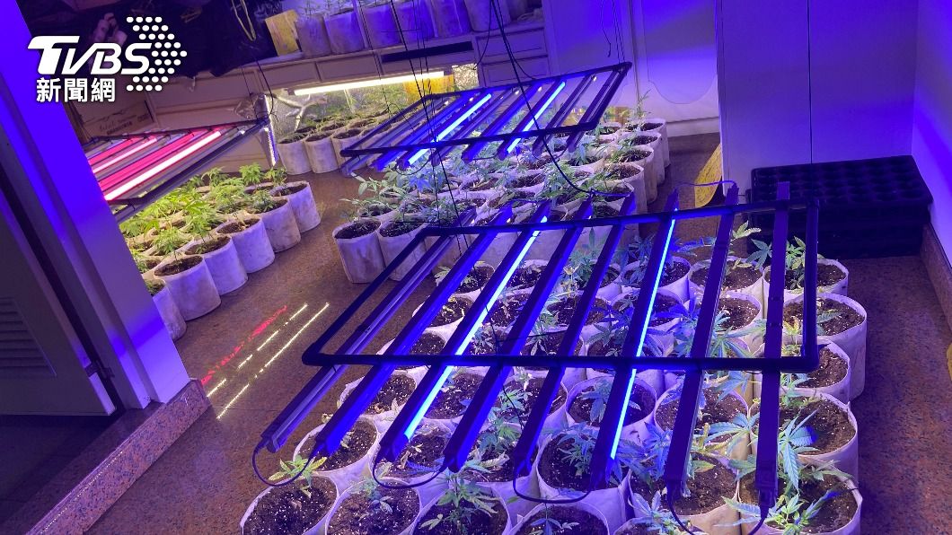 大麻種植工廠藏飲料店樓上 3人送辦主嫌羈押
