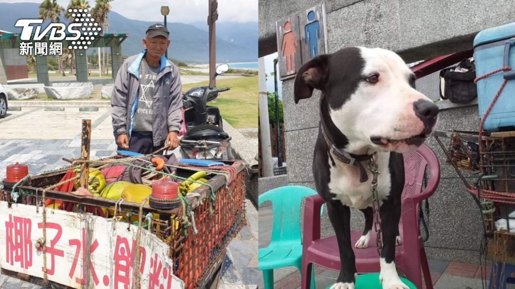 阿伯擺攤賣椰子水時都會帶著比特犬「總裁」。（圖／愛心媽媽提供）
