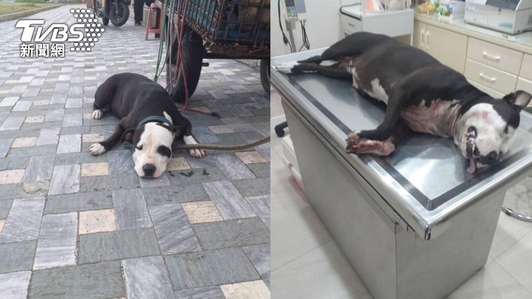 七星潭人氣比特犬遭活活踹死 凶手惡行曝光全網震怒