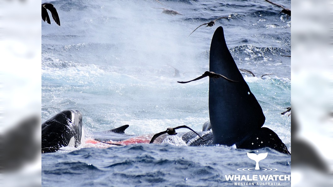 最後藍鯨慘死後被分食。(圖/翻攝自Whale Watch Western Australia臉書)
