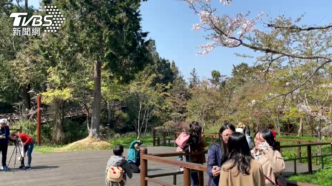 阿里山森林遊樂區櫻花盛開。（圖／TVBS）