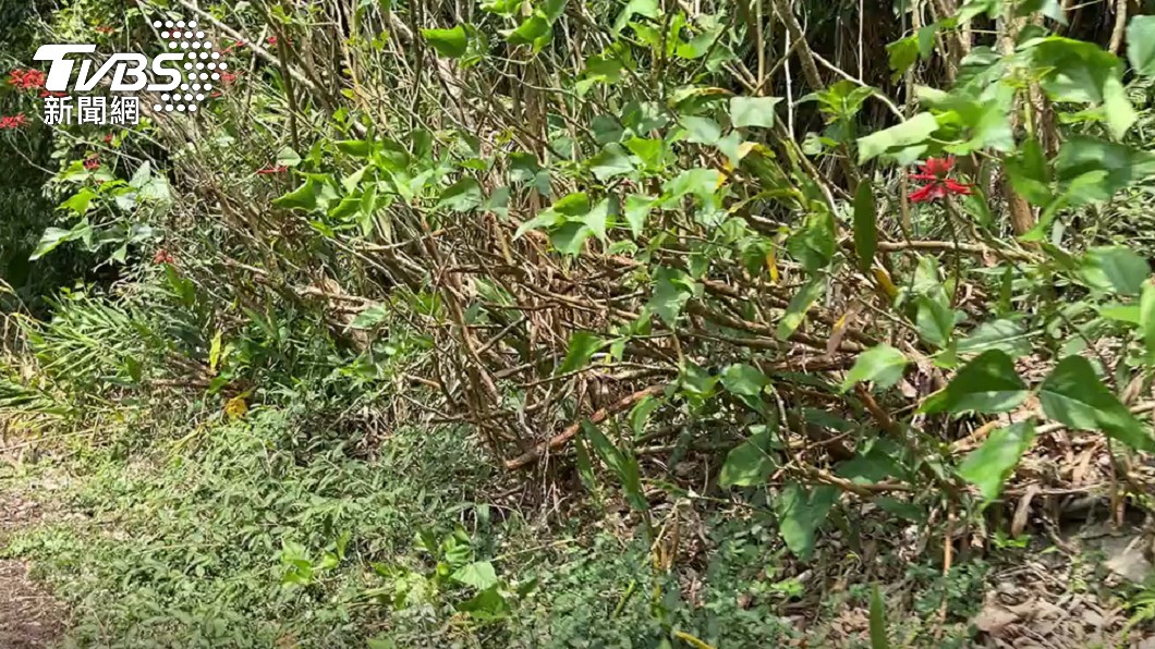 護理師遭丟棄山野。（圖／TVBS）